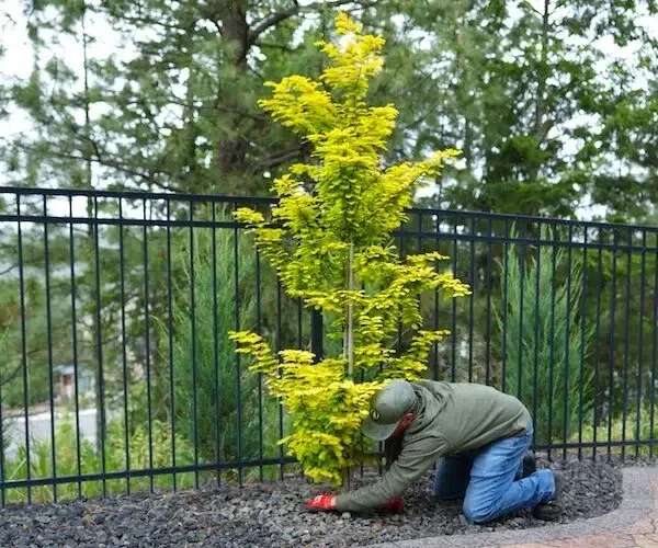 Greenscape project photo — a Greenscape crew member kneeling in a gravel bed to firm in a newly planted golden-leaved tree